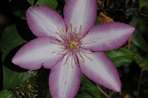Clematis 'Morning Star'